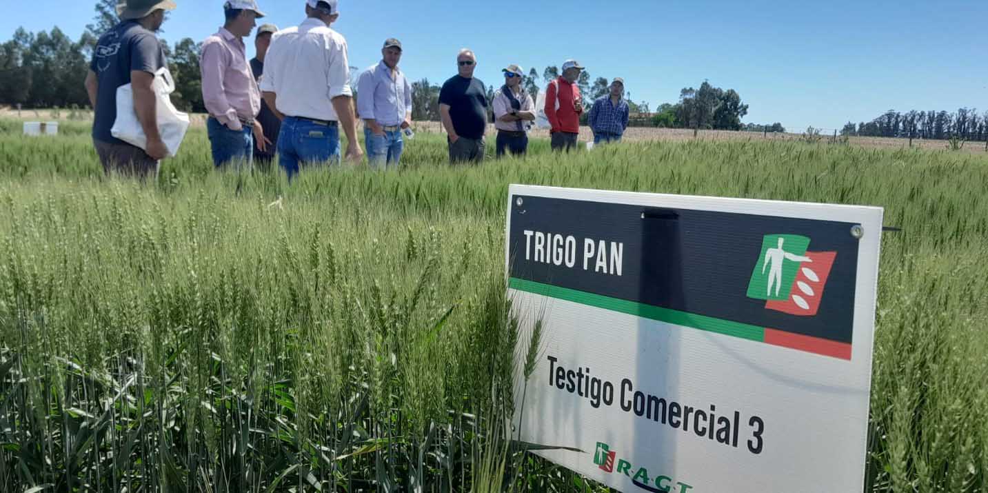 Arveja y trigo: la genética RAGT Semillas mostró su potencial en Balcarce